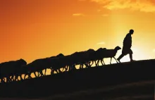 Uma silhueta de um pastor guiando ovelhas por um morro acima.