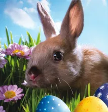 Um coelho e alguns ovos de páscoa.