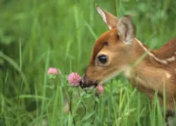 O Esquema de Deus para a Paz na Terra