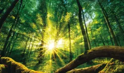 Raios de sol brilhando através de uma floresta de árvores.