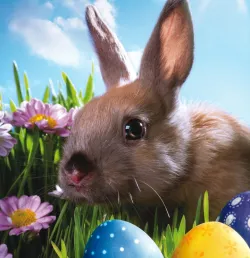 Um coelho e alguns ovos de páscoa.